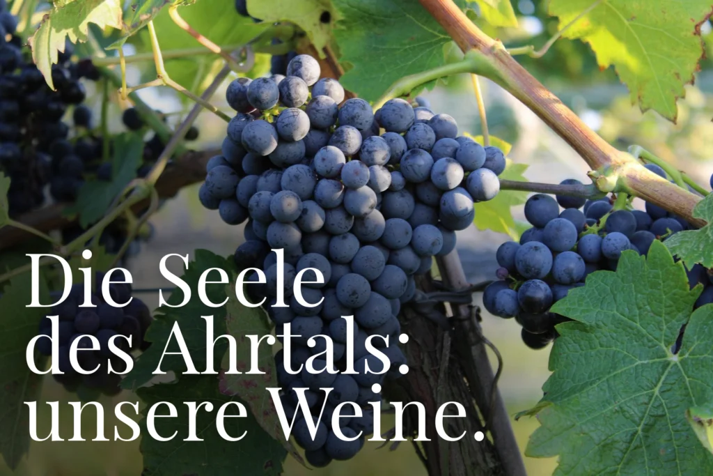 Weintrauben an Rebstöcken und der Satz: Die Seele des Ahrtals: unsere Weine.