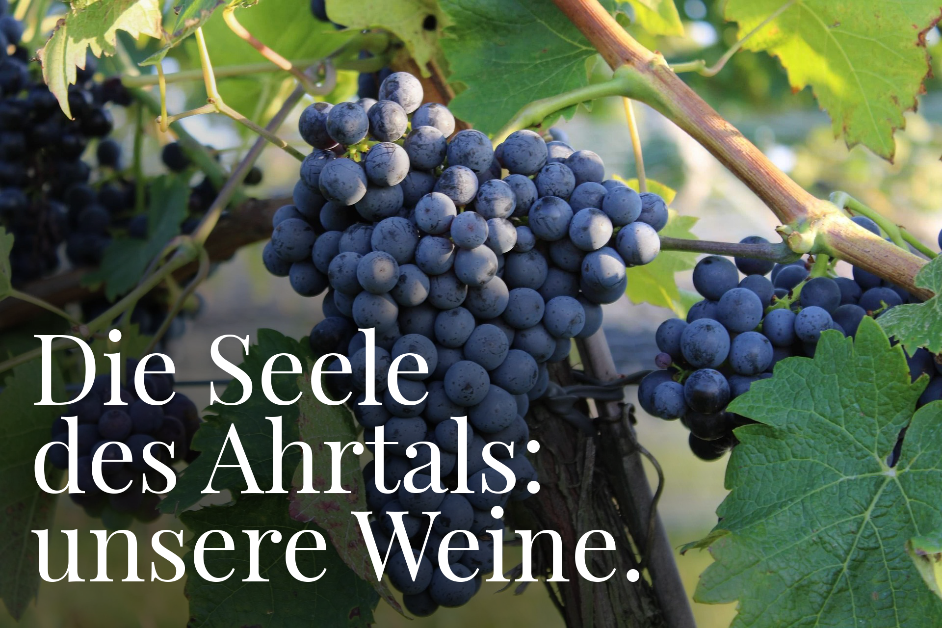 Die-Seele-des-Ahrtals Weintrauben an Rebstöcken und der Satz: Die Seele des Ahrtals: unsere Weine.