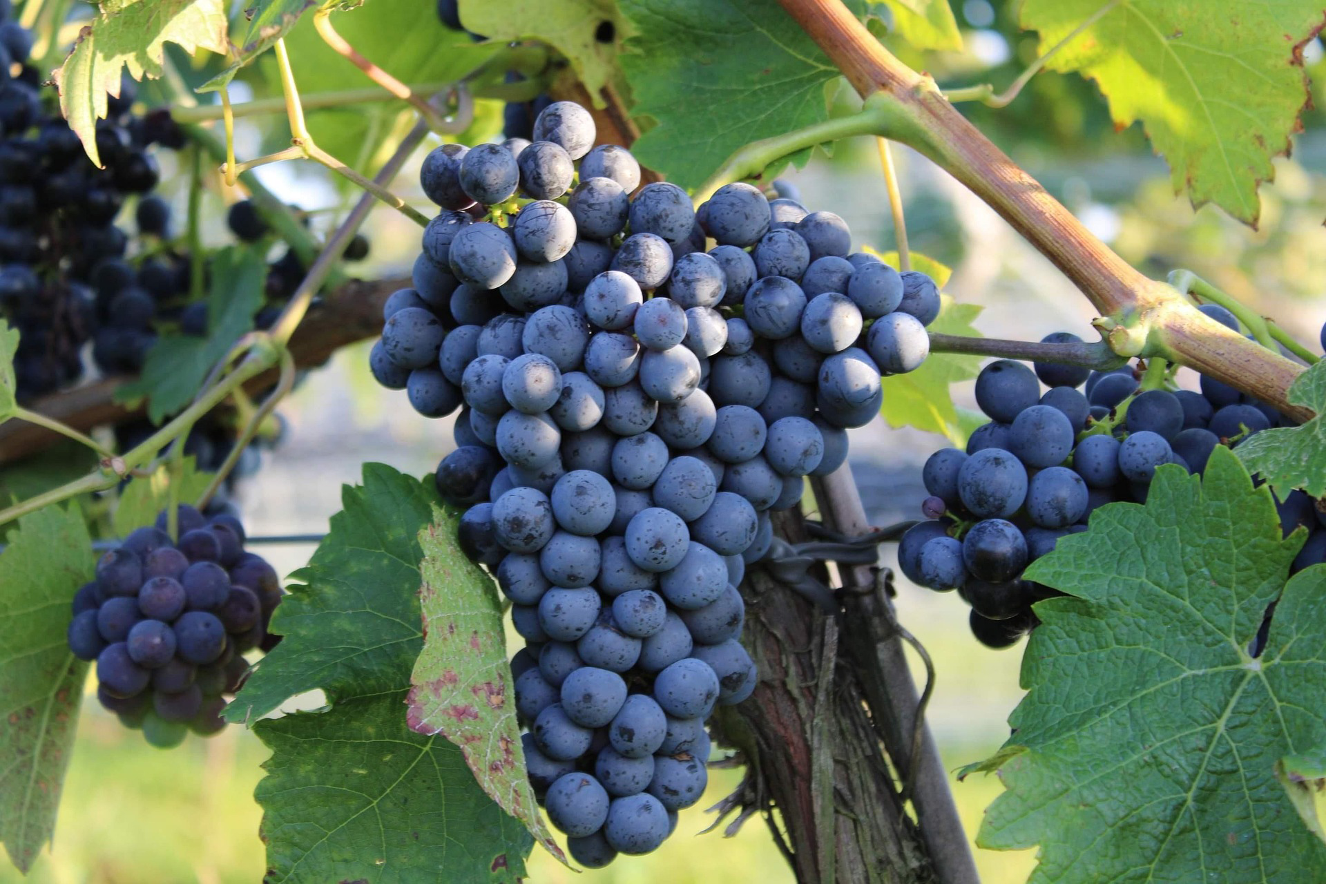 Rote Weintrauben an Rebstöcken.